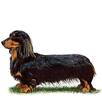 Dachshund - Miniature Long Haired - Click Image to Close